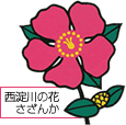西淀川区の花さざんか